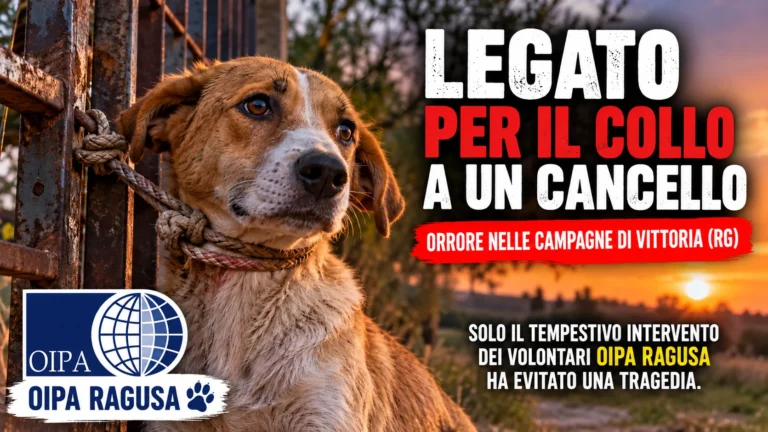 VITTORIA (RG) – CANE LEGATO PER IL COLLO A UN CANCELLO – RICHIESTA URGENTE DI ACCERTAMENTI