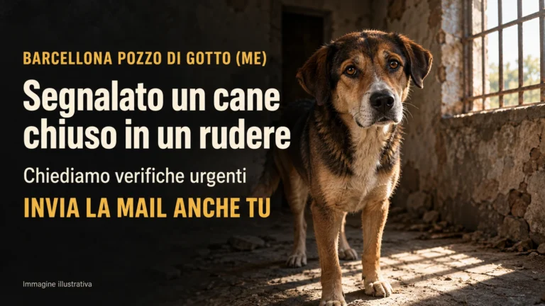 Richiesta di accertamenti sulle condizioni di un cane segnalato a Barcellona Pozzo di Gotto