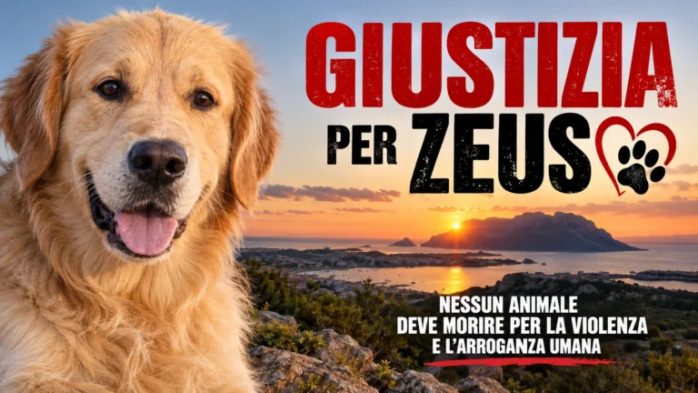 URGENTE – Uccisione del cane Zeus a Olbia e presunte minacce armate al proprietario – Richiesta accertamenti e provvedimenti